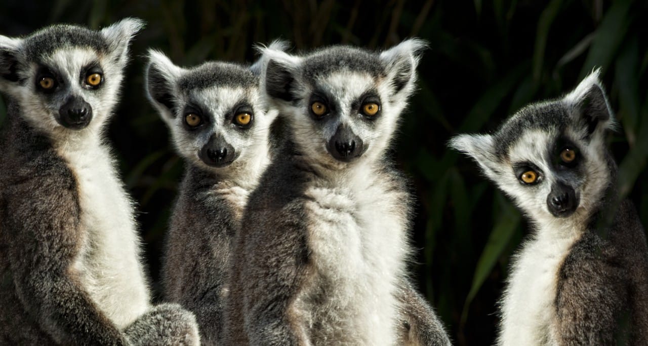 Ring-tailed lemur