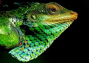 Thick Skin - Photo by Babujayan